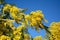 Australian acacia flower, also known as mimosa