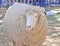 Australian adult merino sheep