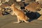 Australian agile wallaby,cape hillsborough,mackay
