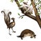 Australian animals: koala, platypus and lyrebird.