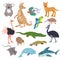 Australian animals vector animalistic character in wildlife Australia kangaroo koala and shark illustration set of