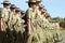 Australian Army diggers marching on parade Anzac Day