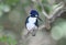 Australian azule kingfisher watching from tree, cooktown, australia