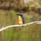 Australian Azure Kingfisher