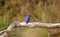 Australian Azure Kingfisher Bird perched on branch