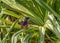 Australian Azure Kingfisher in pandanus palm