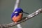 Australian Azure Kingfisher Queensland, Australia