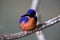 Australian Azure Kingfisher Queensland, Australia