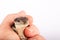 Australian Baby Eastern Blue Tongue Lizard closeup in adult hand