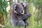 Australian Baby Koala Bear