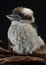 Australian baby kookaburra sitting on a branch