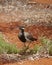 Australian Banded lapwing on the red earth