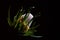 Australian banksia flower.