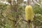 Australian Banksia (TAS)