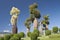 Australian baobab trees in botanic garden