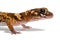 Australian Barking Gecko (Underwoodisaurus Milii)