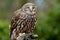 Australian Barking Owl