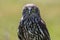 Australian Barking Owl with green background