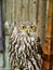 Australian Barking Owl Perched at a Wildlife Reserve