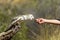 Australian barn owl being fed