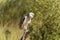 Australian barn owl perched on branch