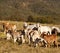 Australian beef cattle Brahman heifers