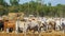 Australian beef cattle at a cattle yard in darwin