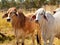 Australian Beef Industry Brahman Cows