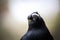 Australian bird Pied Currawong extreme closeup