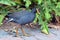 Australian birds - Purple swamphen