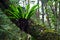 Australian Birdsnest Fern