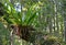 Australian Birdsnest Fern