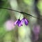 Australian Black-eyed Susan purple wildflowers