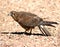 Australian Black Kite (Milvus migrans)