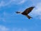 Australian Black Kite (Milvus migrans)