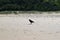 Australian black raven Torresian crow on beach in Noosa National Park