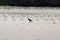 Australian black raven Torresian crow on beach in Noosa National Park