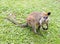 Australian black striped kangaroo
