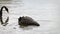 Australian black swan bobbing its head in and out of the water