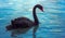 Australian black swan feeding on pond