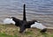 Australian Black Swan Spreading it\'s Wings