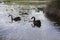 Australian black swans with baby cygnets swimming on a lake