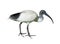 Australian black and white ibis bird, isolated on white background.