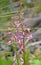 Australian Blotched Hyacinth-Orchid