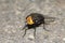 Australian blowfly
