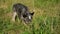 Australian blue heeler dog sniff grass looking for eat