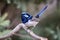 Australian blue Superb Fairy Wren sitting on a branch