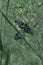 Australian Blue Tiger Nymph Butterfly