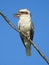 Australian blue winged kookaburra