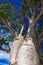 Australian boab Adansonia gregorii. Low angle view with deep blue sky background